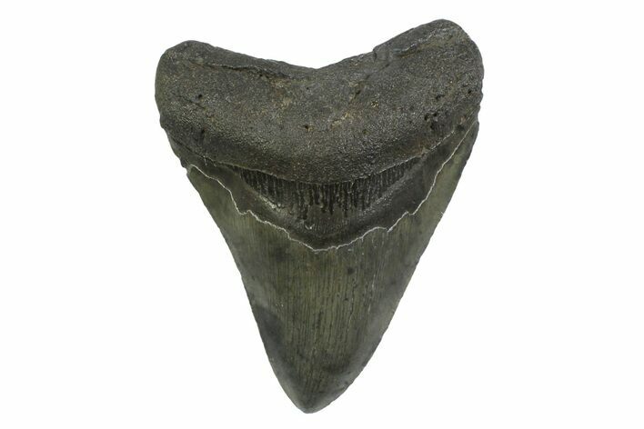 Serrated, Fossil Megalodon Tooth - South Carolina #356833